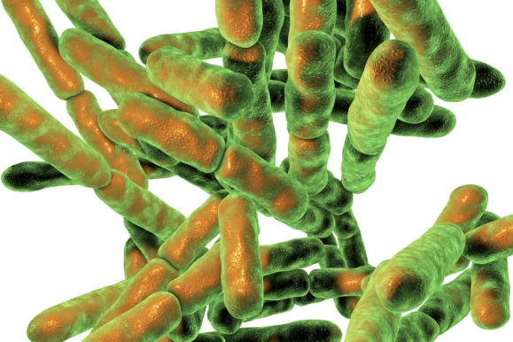 Bacteria Bifidobacterium isolated on white background, bacteria which are part of normal flora of human intestine are used as probiotics and in yoghurt production. 3D illustration Copyright: <a href='https://hu.123rf.com/profile_drmicrobe'>drmicrobe / 123RF Stock fotó</a>
