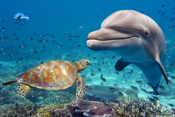 Dolphin and turtle underwater on reef background looking at you Copyright: <a href='https://hu.123rf.com/profile_izanbar'>izanbar / 123RF Stock fotó</a>