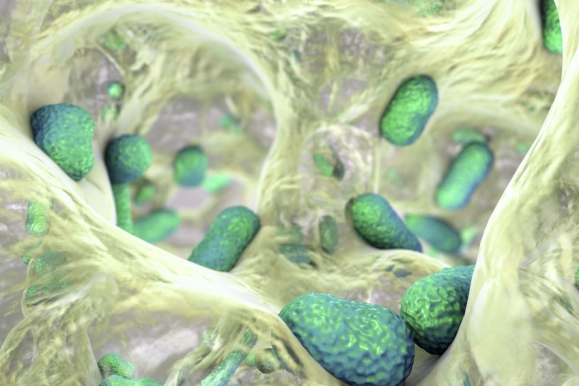 Biofilm of bacterium Acinetobacter baumannii, 3D illustration. Acinetobacter is antibiotic resistant rod-shaped bacterium which causes hospital-acquired infections (Forrás: 123rf.com)