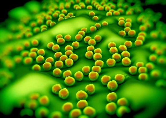 Superbug or Staphylococcus aureus (MRSA) bacteria / Forrás: 123 rf.com