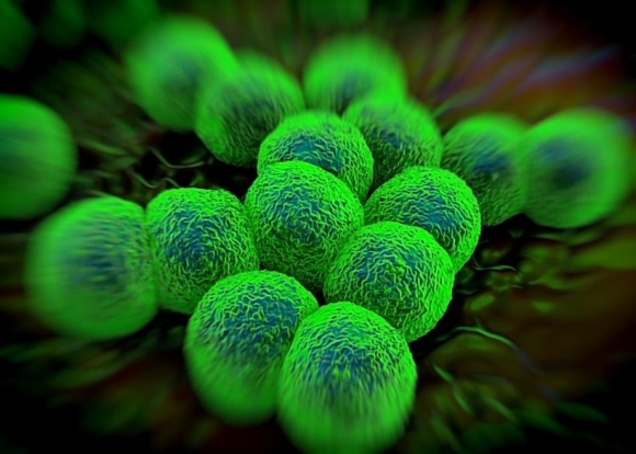 3d rendering - Neisseria gonorrhoeae bacteria (123rf.com)