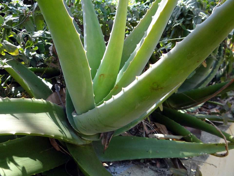 Aloe Vera, avagy a természetes egészség kulcsa