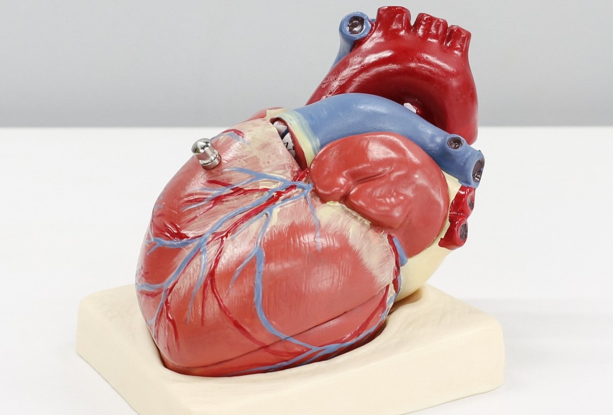 Új kutatási eredmények a kardiológia területén | PHARMINDEX Online